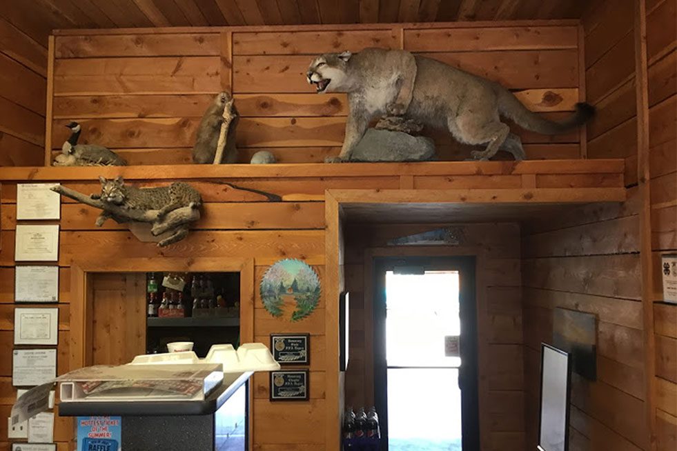 hunting hunted animals